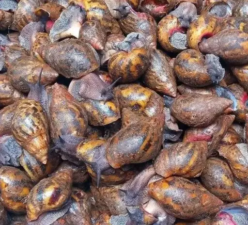 ESCARGO FERMIER CRU