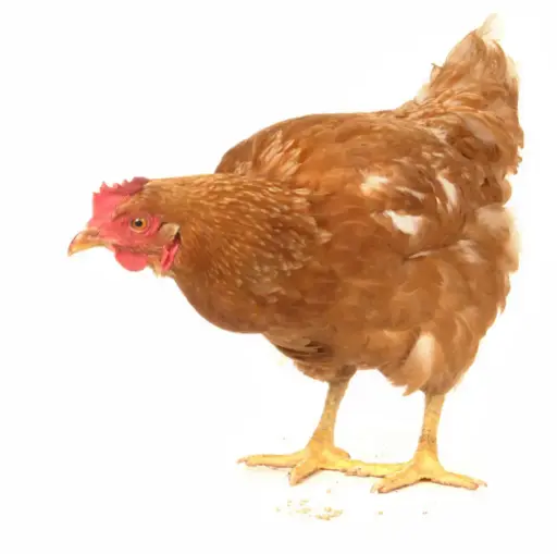 POULET PONDEUSE VIVANT