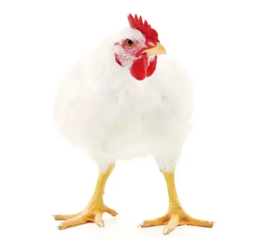 Poulet de chaire vivant