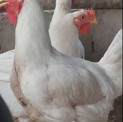POULET TASSABA VIVANT