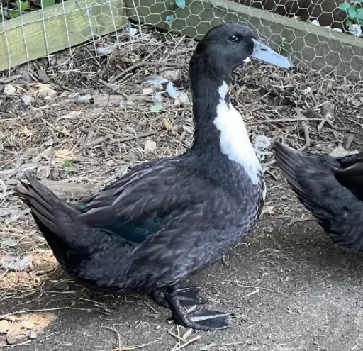 CANARD FERMIER CRU