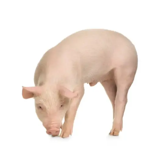 PORC FERMIER VIVANT