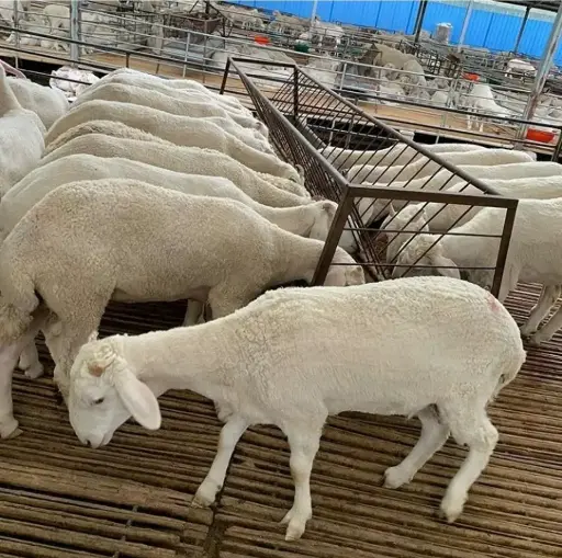 MOUTON VIVANT
