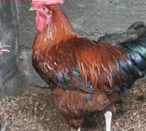 POULET AFRICAIN VIVANT