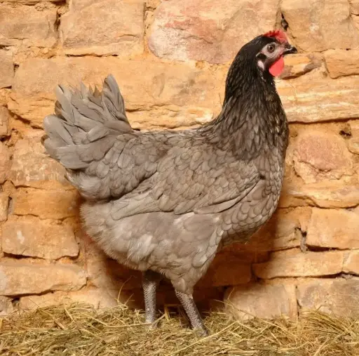 POULET PONDEUSE VIVANTE