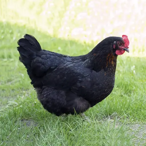 POULET PONDEUSE VIVANTE