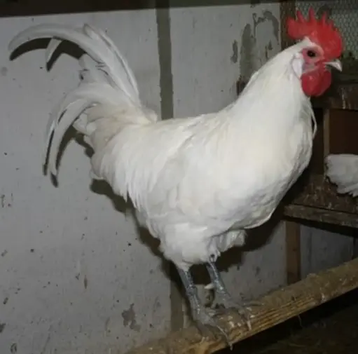 Poulet ferme d'Azopé