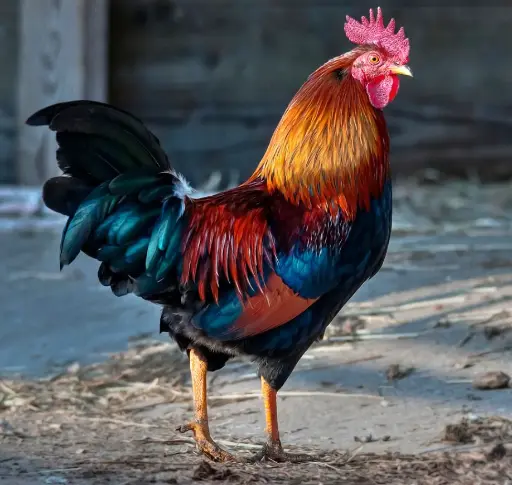 Poulet d'Adjué