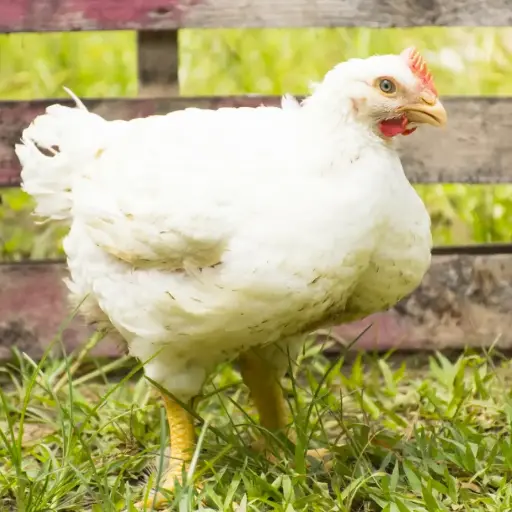 POULET DE CHAIR VIVANT