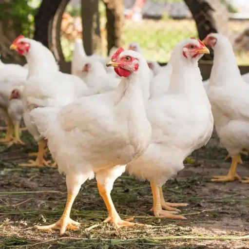 POULET DE CHAIR VIVANT