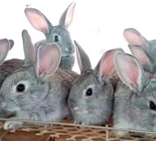 LAPIN FERMIER VIVANT