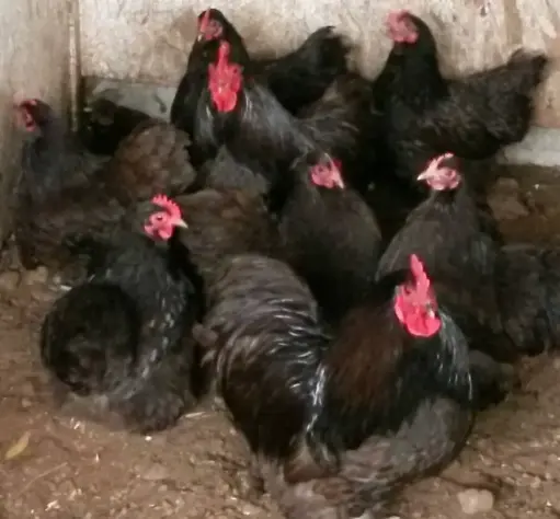POULET HYBRIDE VIVANT