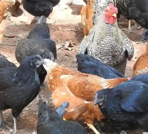 POULET HYBRIDE VIVANT