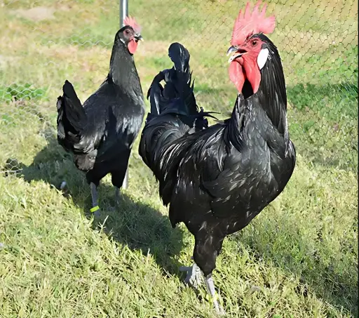 POULET AFRICAIN VIVANT