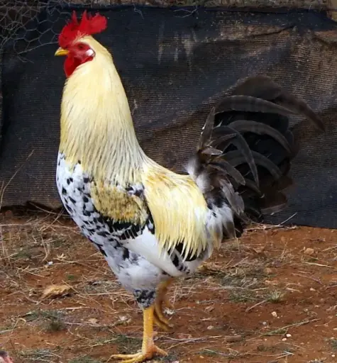 POULET AFRICAIN VIVANT
