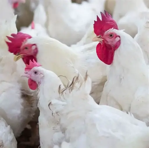 POULET TASSABA VIVANT