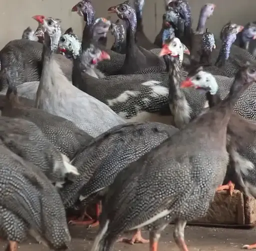 PINTADE FERMIER VIVANTE