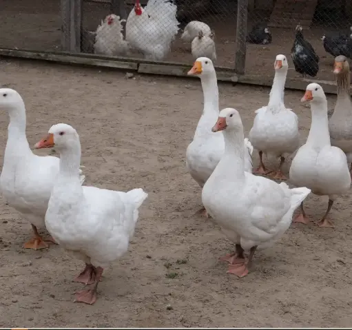 CANARD FERMIER VIVANT