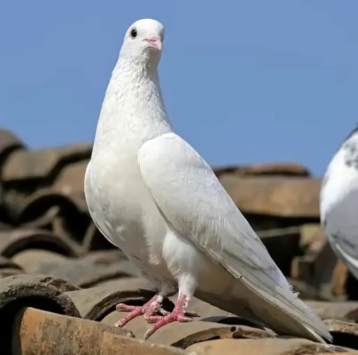 PIGEON FERMIER VIVANT