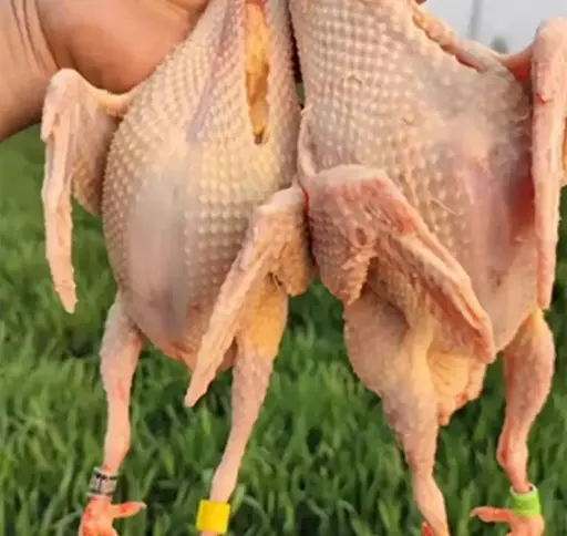 PIGEON FERMIER CRU