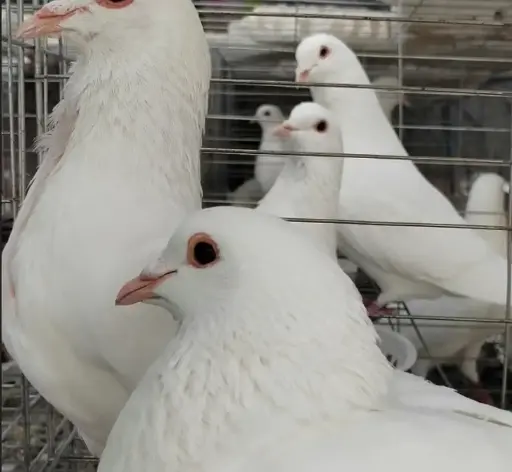 PIGEON FERMIER VIVANT