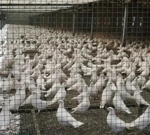 PIGEON FERMIER VIVANT
